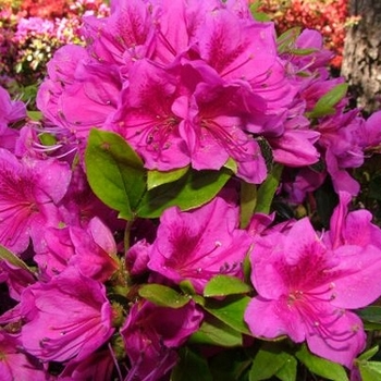 Rhododendron 'Girard's Purple' 