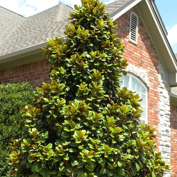 Magnolia grandiflora 'Southern Charm' PP13049