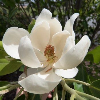 Magnolia virginiana 'Emerald Tower™'
