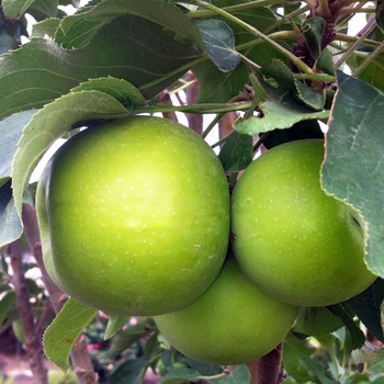 Malus Urban Apple® 'Tangy Green™'