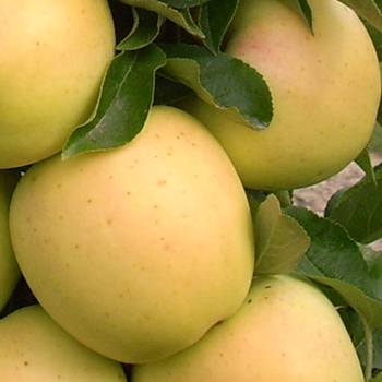 Malus Urban Apple® 'Golden Treat™'