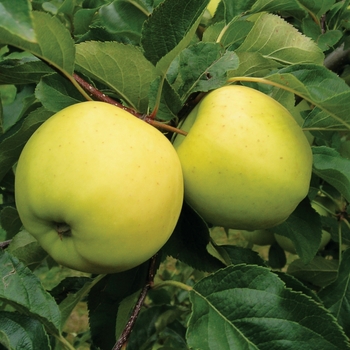 Malus 'UEB 3375/2' PP16084