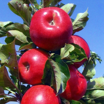 Malus 'Tasty Red™' UEB 3449-1