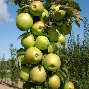 Malus 'Blushing Delight™' UEB 3727-4 PP21511