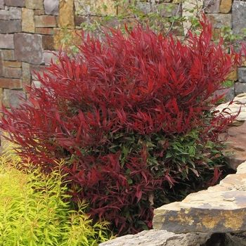 Nandina domestica 'All-A-Glow™' Burgundy Wine