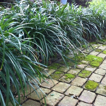 Ophiopogon jaburan 'Crystal Falls®'