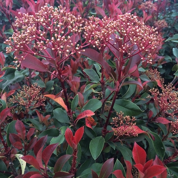 Photinia 'Red Fury™' Parsur PP19390