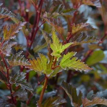 Physocarpus opulifolius 'Grecinstick' 