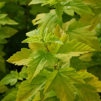 Physocarpus opulifolius 'Podaras 3' PP22362