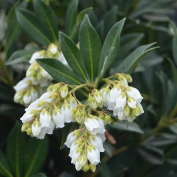 Pieris japonica 'Southern Lady®' Greprs PP23584