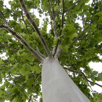 Platanus occidentalis 'Silverwood™' Grenickel