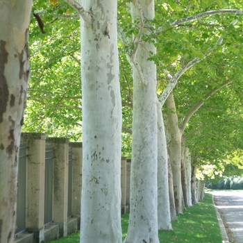 Platanus x acerifolia 'Rockford Road™'