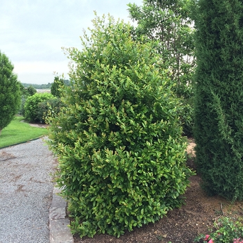 Prunus caroliniana 'Centre Court™'