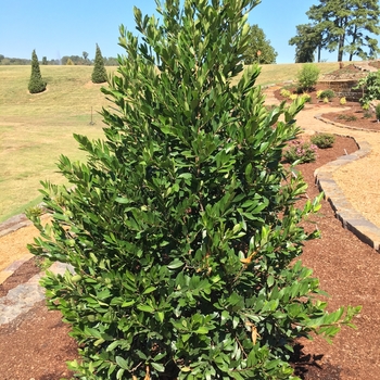 Prunus caroliniana 'Everbrite™' Greevbrite