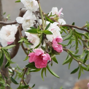 Prunus persica 'Peppermint Twist™'