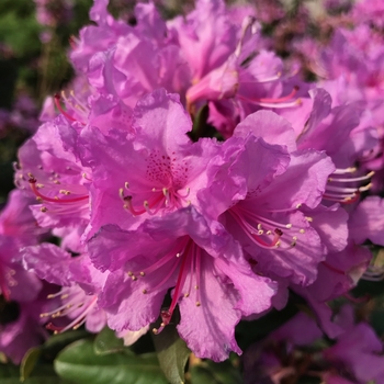 Rhododendron 'Abbey's Re-View®'