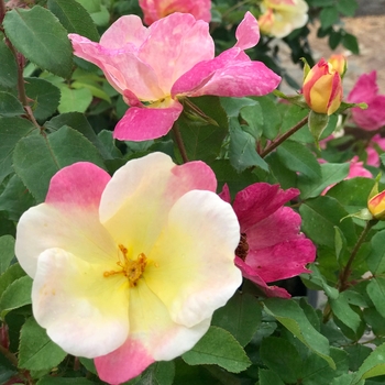 Rosa 'Sun Blush' Meititika PPAF