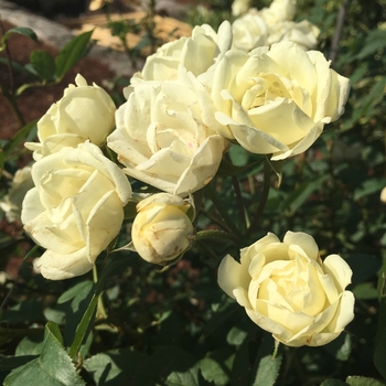 Rosa The Champion™ 'White'