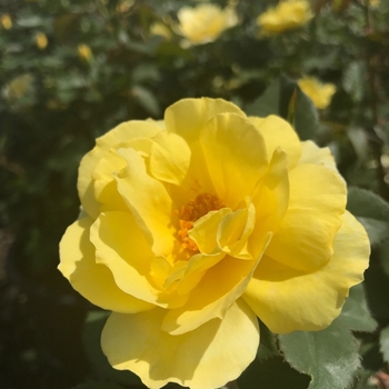 Rosa 'Yellow' Radgardebyel PPAF