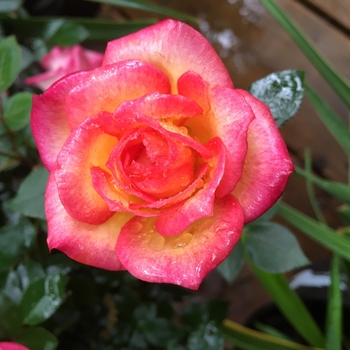 Rosa Itsy Ritzy™ 'Glitzy Glow™'