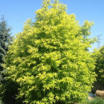 Salix sachalinensis 'Golden Sunshine'