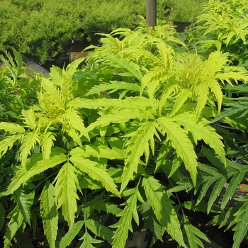 Sambucus racemosa 'Morden Golden Glow'