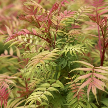 Sorbaria sorbifolia 'Sem'