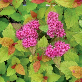 Spiraea japonica 'Lighthearted™' 