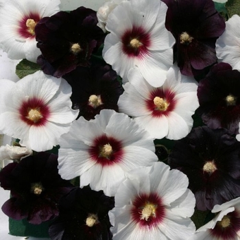 Alcea rosea 'Night and Day' 