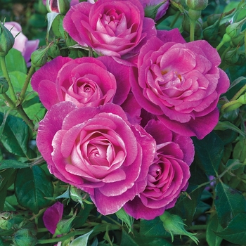 Rosa 'WEKfawibyblu' PPAF