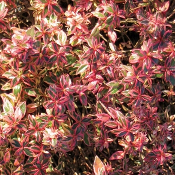 Abelia hybrid 'Confetti®'