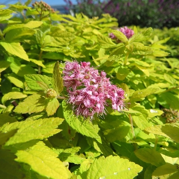 Spiraea 'Golden Kupcake™'