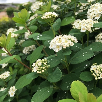 Spiraea betulifolia 'White Frost™' Tor