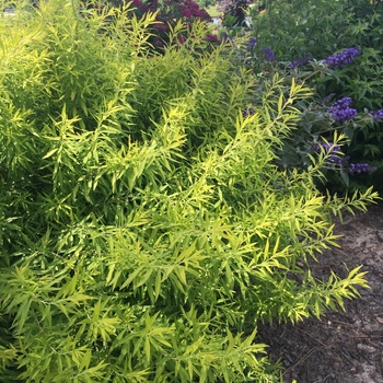 Spiraea thunbergii 'Gold Thread™'