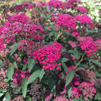 Spiraea x bumalda 'Red Lace' Greredlac