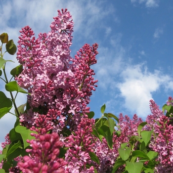 Syringa 'Crimson Doll™'