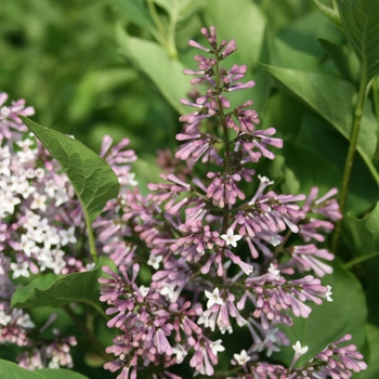 Syringa patula 'Miss Kim Sweet Treat™'