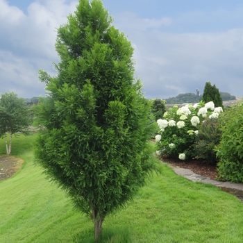 Taxodium distichum 'Lindsey's Skyward™' Skyward PP22812