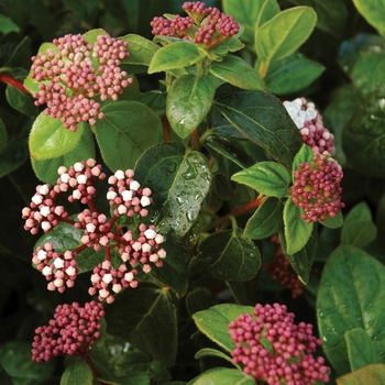 Viburnum tinus 'Shades of Pink'