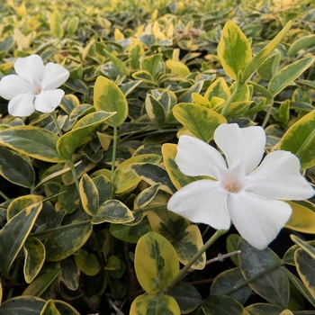 Vinca minor 'Silver & Gold™'