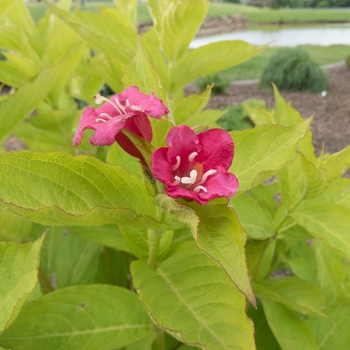 Weigela florida 'Rubies N' Gold™'