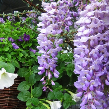 Wisteria floribunda 'Lavender Falls'