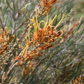 Grevillea 'Little Honey' PP18489