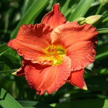 Hemerocallis 'Caribbean Coral™' 