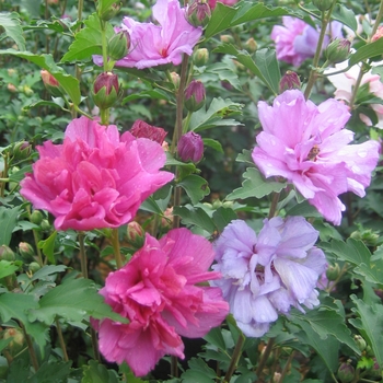 Hibiscus syriacus 'Fireworks'