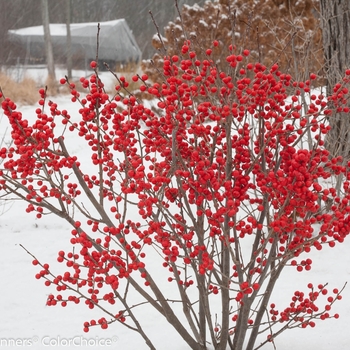 Ilex verticillata 'FARROWBPOP' PP25835, Can 5286