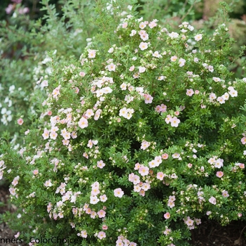 Potentilla fruticosa 'Kupinpa' 