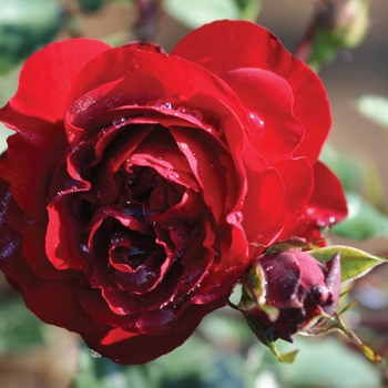 Rosa 'Lady In Red' 