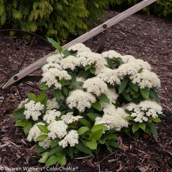 Viburnum cassinoides 'Lil' Ditty®'