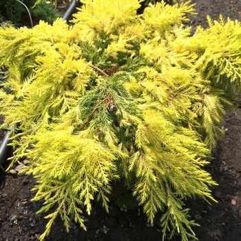 Juniperus 'Nedsyelo' PP20489